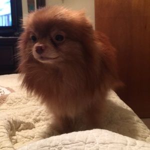 Meet your Posher, Heather